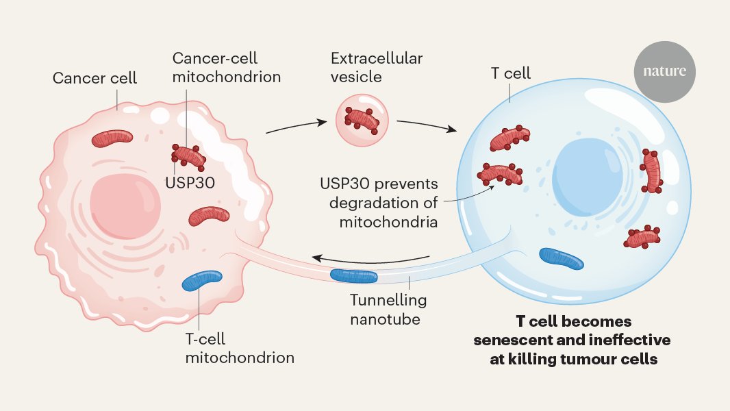 BrestoffLab's tweet card. Nature - Bidirectional transfer of mitochondria between cancer and immune cells.