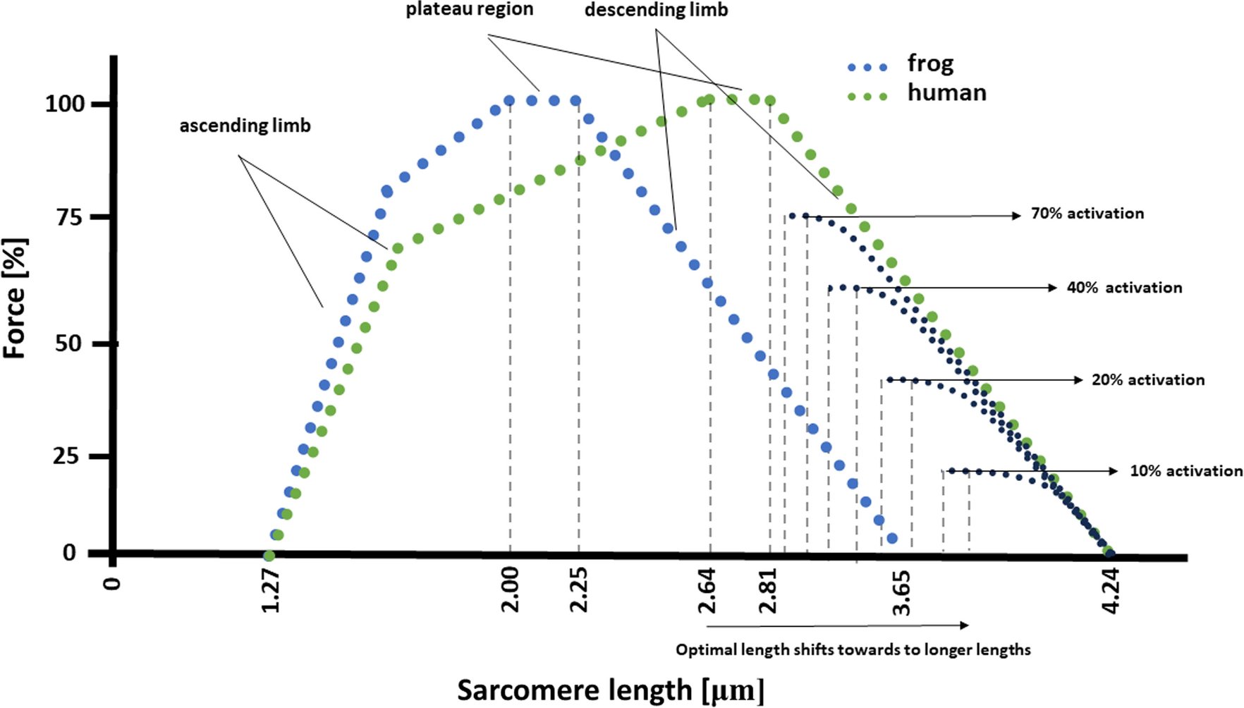 AngelidisAn's tweet card. Sports Medicine - The force–length relationship is usually obtained for isometric contractions with maximal activation, but less is known about how sarcomere length affects force during...