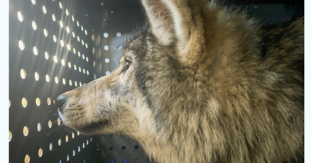 csgazette's tweet card. Federal officials confirm cause of death for two female wolves found dead in the springs. One killed by a mountain lion, the other by a legal trap that has caused CPW officials to pause legal permits.