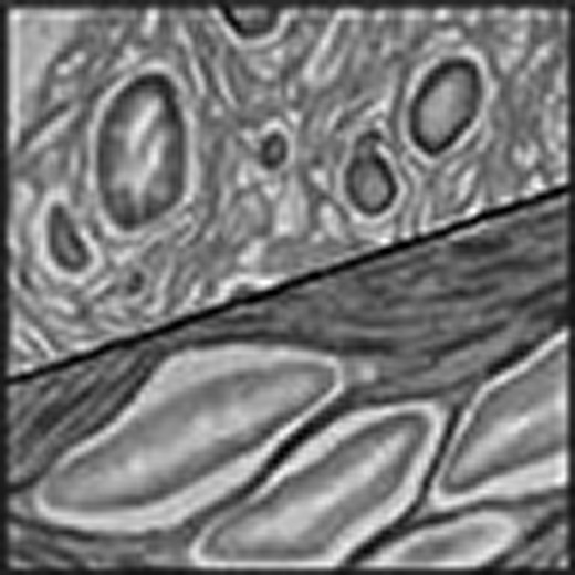 mayankdu's tweet card. A mutation in a photosynthesis-related membrane protein disrupts chloroplast structure, revealing a link between chloroplast internal membrane architecture