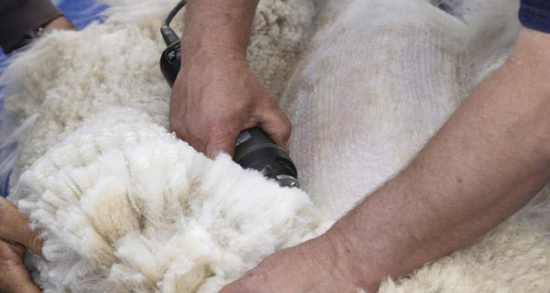 JDRoyle's tweet card. The NFU has welcomed the National Sheep Association’s updated sheep shearing guidance, which places a greater emphasis on biosecurity.