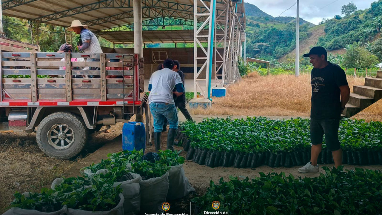 GloriaMirandaE's tweet card. En Argelia (Cauca), el programa RenHacemos continúa impulsando la transformación productiva del territorio con resultados concretos que reflejan el compromiso de las familias con una economía sólida...
