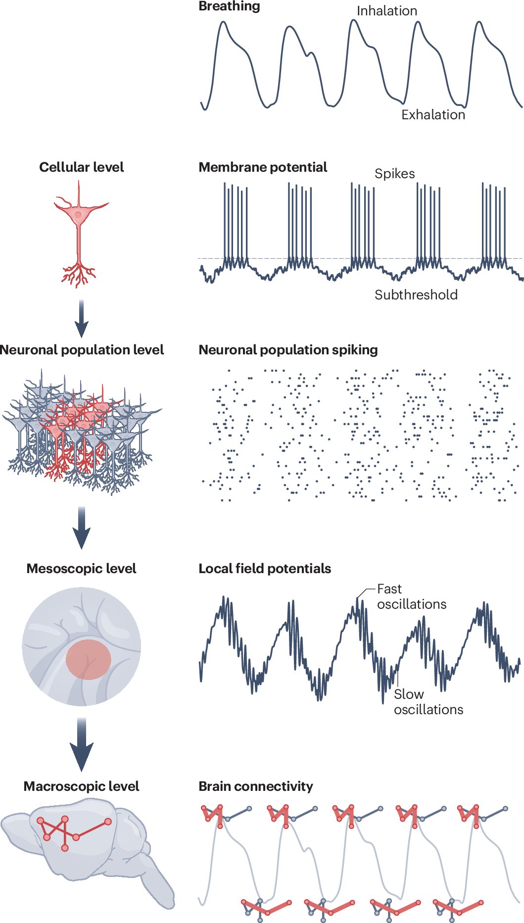 Gozzi_Ale's tweet card. Nature Reviews Neuroscience - Synchrony between neuronal activity and the respiratory cycle has been observed in numerous brain regions and across many species. Tort et al. discuss the mechanisms...