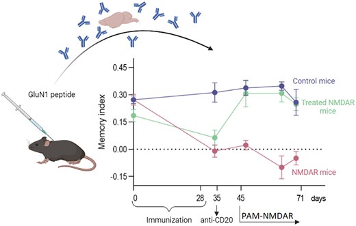 IvanTalucci's tweet card. Maudes et al. have developed a mouse model of anti-NMDAR encephalitis, an autoimmune disease mediated by autoantibodies against the GluN1 subunit of the NM