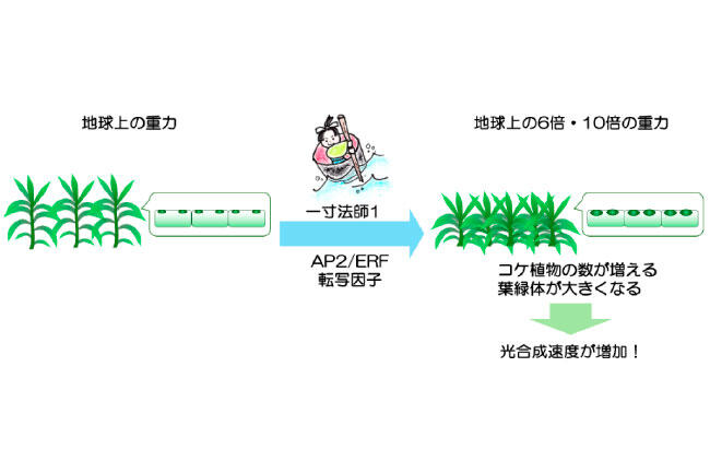 Science_HU's tweet card. 【ポイント】 植物が 5 億年前に上陸したとき直面した試練の中に、体にかかる重力の増加がある。最初の陸上植 物群であるコケ植物は、重力を増加させると、背丈は低くなるが光合成は活発になり、植物体...