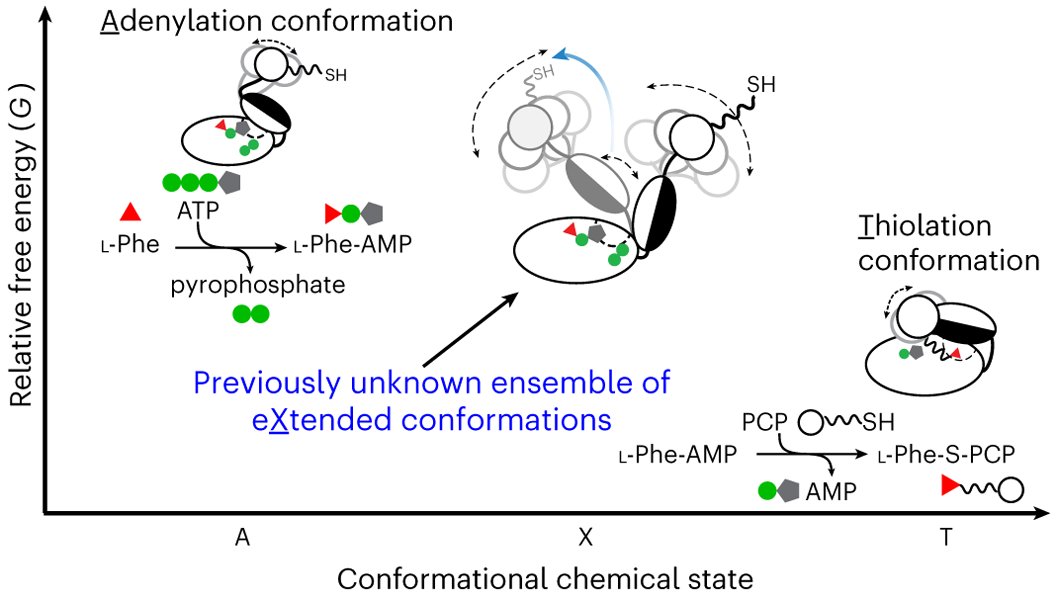 haw_lab's tweet card. Nature Chemistry - Many natural products are produced by non-ribosomal peptide synthetases in an assembly-line fashion. How these molecular machines orchestrate the biochemical sequences has...