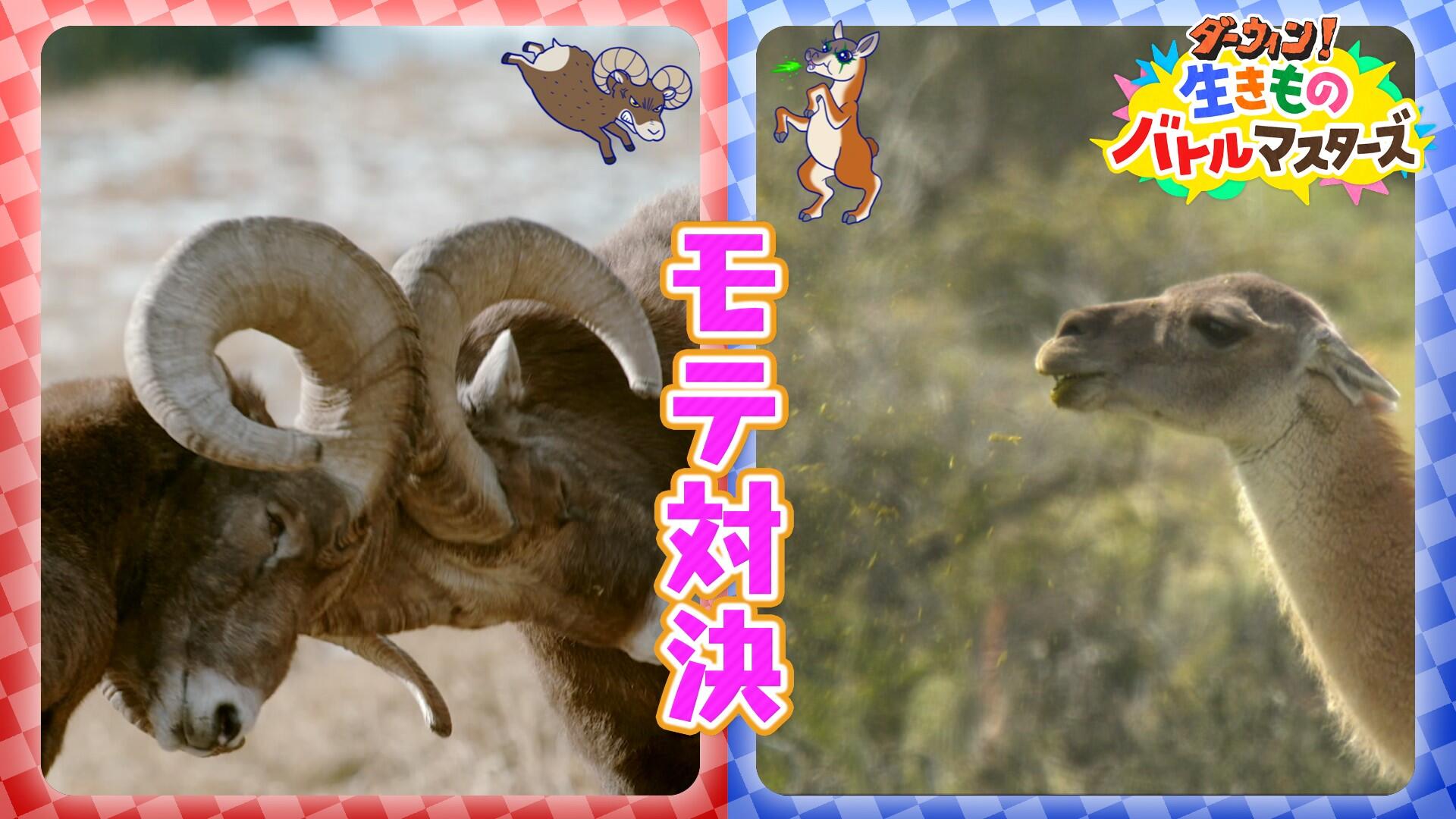 nhk_darwin's tweet card. 生きものスクープ映像×アニメ×カードバトル！？自然番組「ダーウィンが来た！」の特別版。今回は世界各地のオスたちが「恋の決め技」を競い合う、力自慢ワールドカップ！