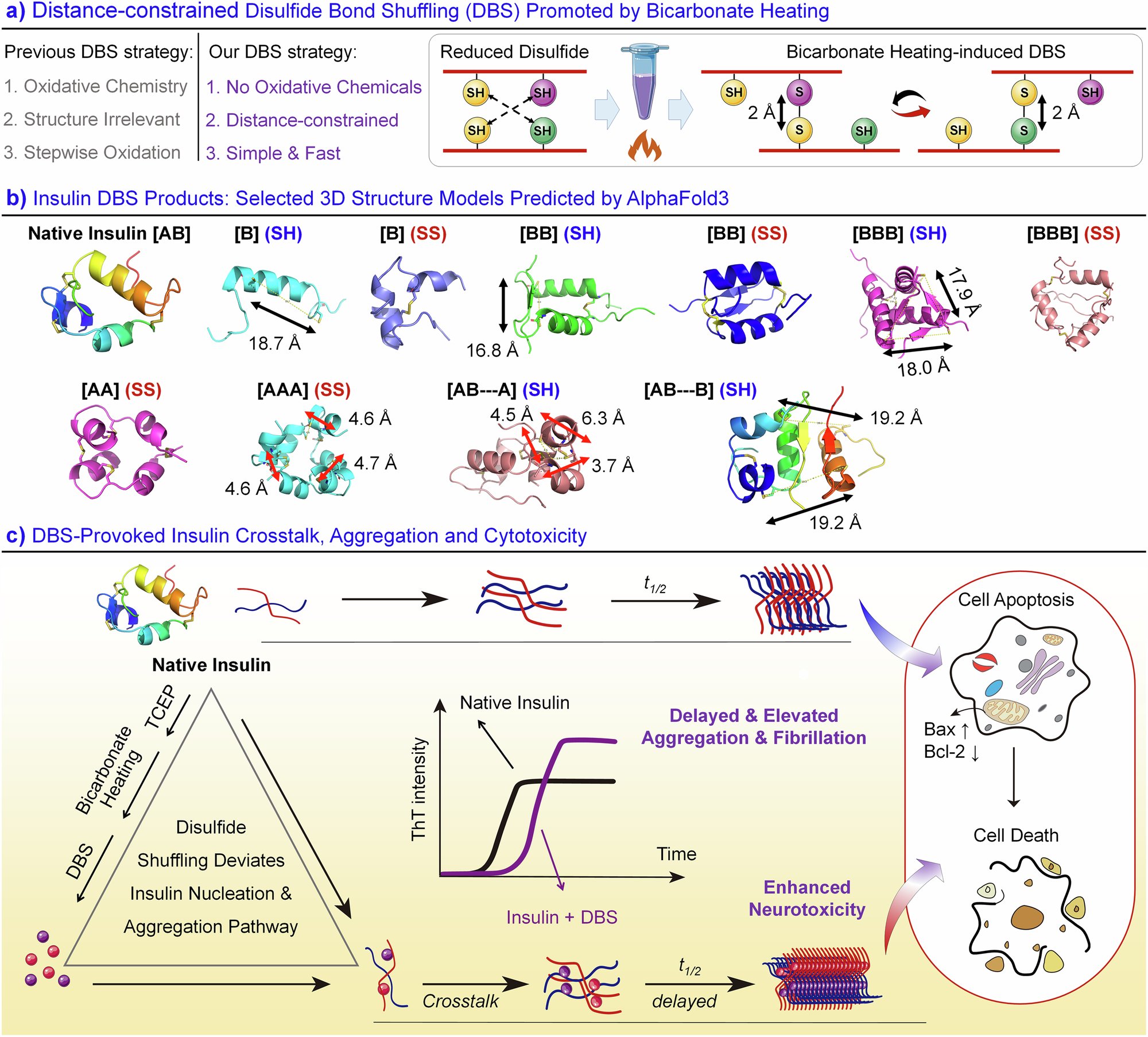 DanielJDrucker's tweet card. Nature Communications - Researchers find that the shuffling of insulin’s disulfide bonds, while initially slowing protein aggregation, ultimately forms distinct and more toxic fibrils,...