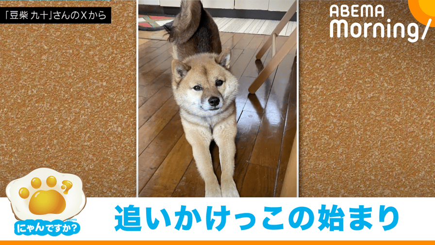 rojiko7's tweet card. ABEMA Morning【平日あさ7時〜生放送】 - にゃんですか？　遊びの誘い方が"キュート"な柴犬｜にゃんですか等、速報ニュースのノーカット生中継から独自のニュース番組まで、話題のニュース番組を好きな時に何度でも楽しめます。また、ABEMAでは多彩な作品を無料で24時間どこでも視聴できます。