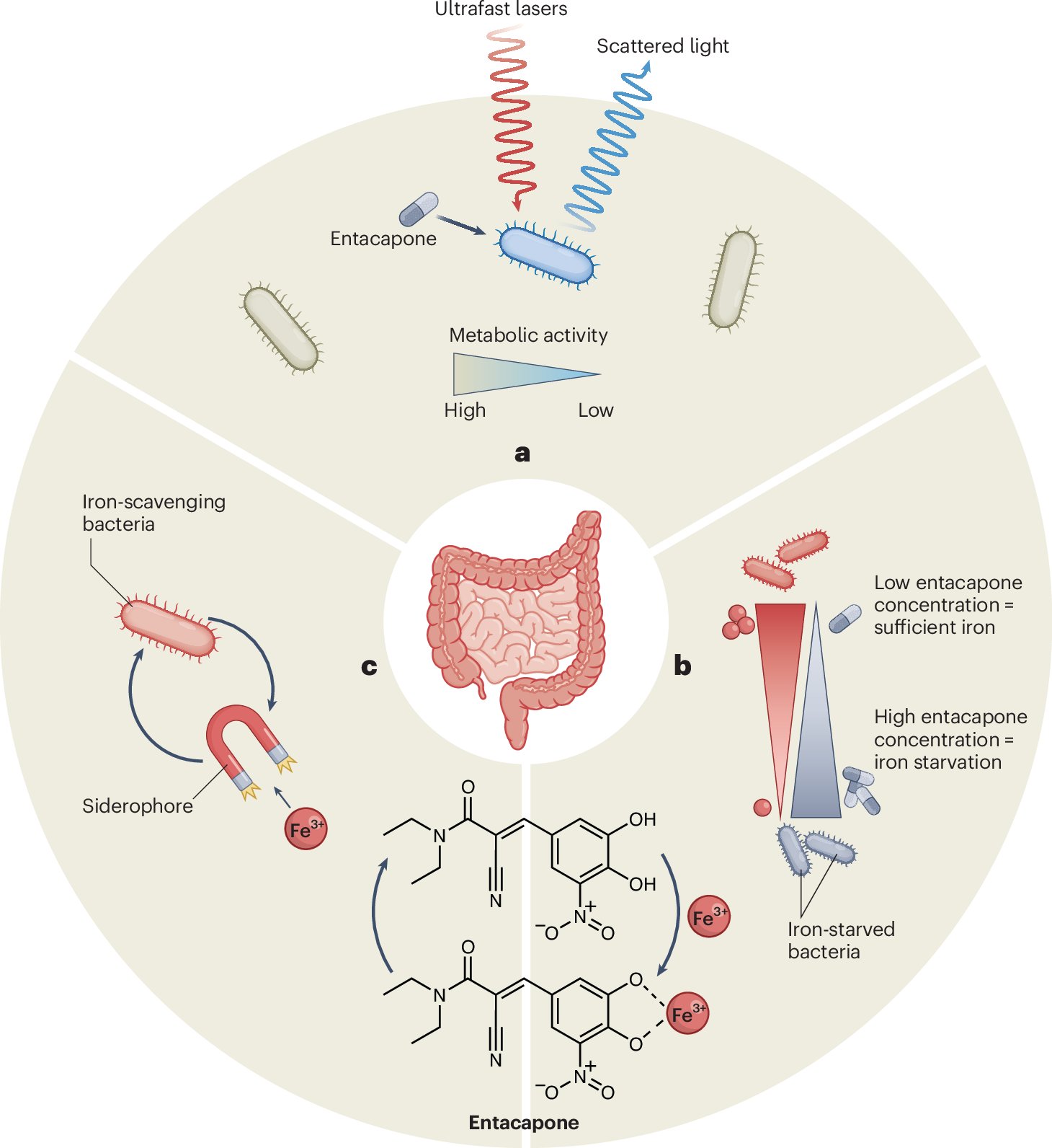 JanHomolak's tweet card. Nature Microbiology - Entacapone, a drug used in the treatment of Parkinson’s disease, disrupts gut microbial communities by sequestering iron, creating a competitive advantage for...