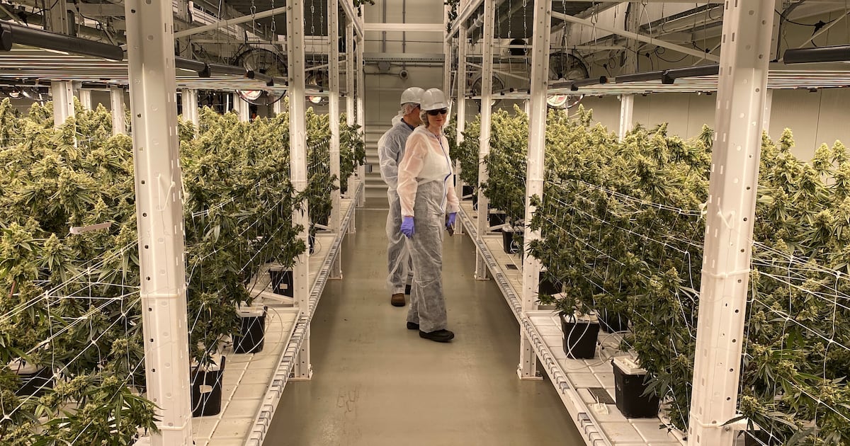 CTVAtlantic's tweet card. One of the largest cannabis players in Canada keeps growing and growing.