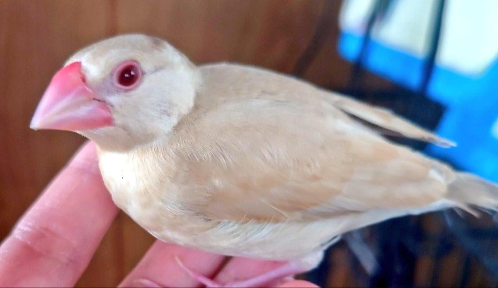 Hocchama's tweet card. 2025/7/25、福岡県 宗像市日の里で迷子になった鳥のかぼちゃちゃんです。目撃、保護、似た鳥を拾って育ててる方はご連絡下さい。
