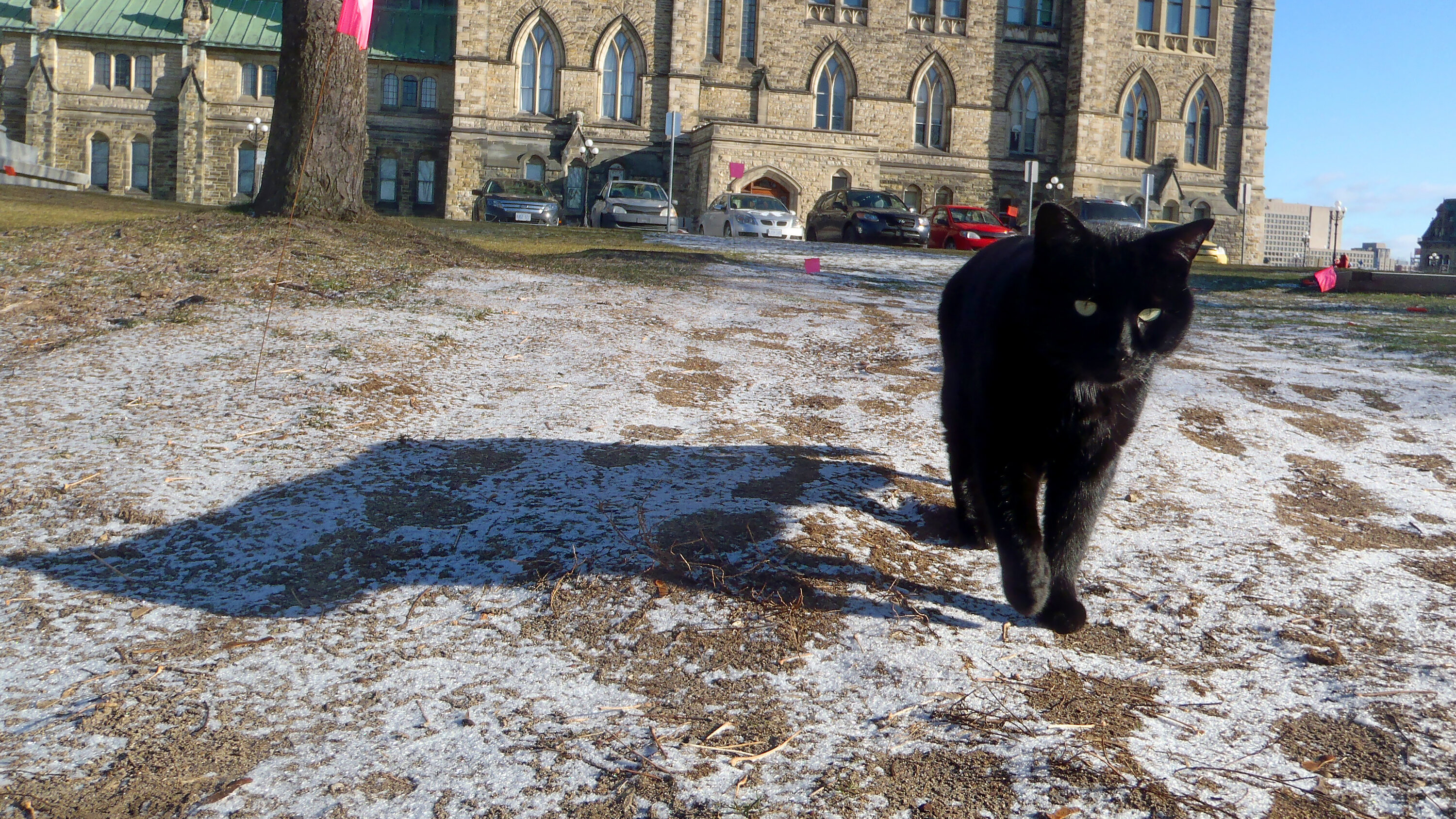 WesternU's tweet card. For decades, a semiofficial feline assembly outside Parliament was a major tourist attraction.