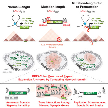 chuanbin_su's tweet card. Megabase-scale H3K9me3 domains are connected by inter-chromosomal interactions, harboring long synaptic genes prone to instability, and are reversible by CGG short tandem repeat tract engineering in...