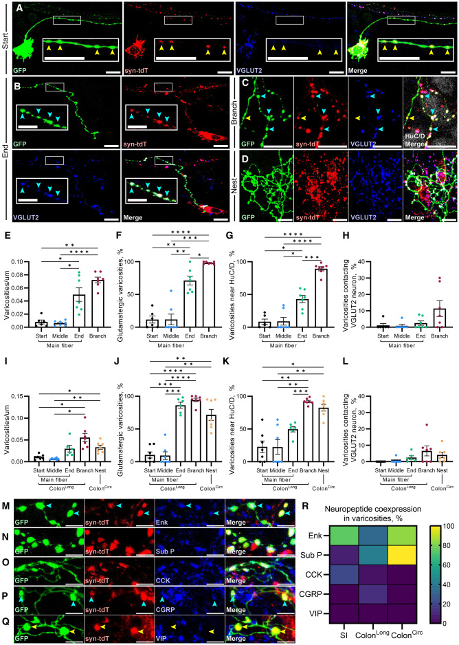 kaltschmidt_lab's tweet card. Hamnett, Bendrick, et al. identify two populations of glutamatergic enteric neurons—longitudinal descending interneurons and a previously unreported population of circumferential neurons. They...