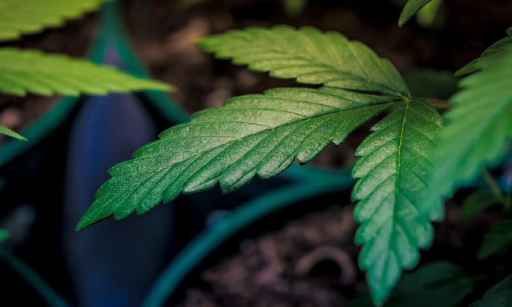 MarijuanaPolicy's tweet card. An overwhelming majority of Americans—nearly nine in 10—support legalizing marijuana in some form, according to newly released polling data from the Pew Research Center. Asked about cannabis policy...