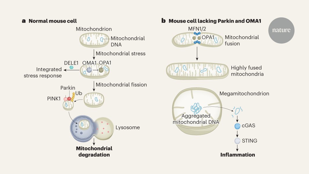 whansi's tweet card. Nature - Organelle network is regulated to prevent cellular inflammation.