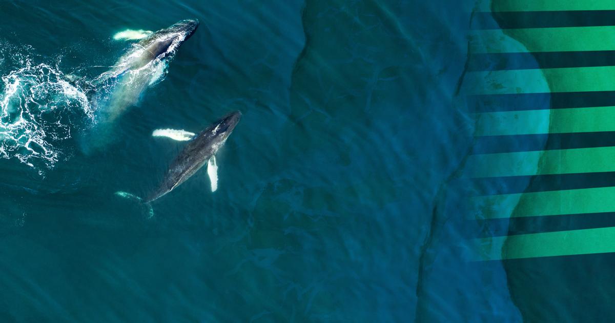 EU4OceanObs's tweet card. To better protect our ocean, the Commission has adopted a European Ocean Pact, which will help to promote a thriving blue economy and support the well-being of people living in coastal areas.