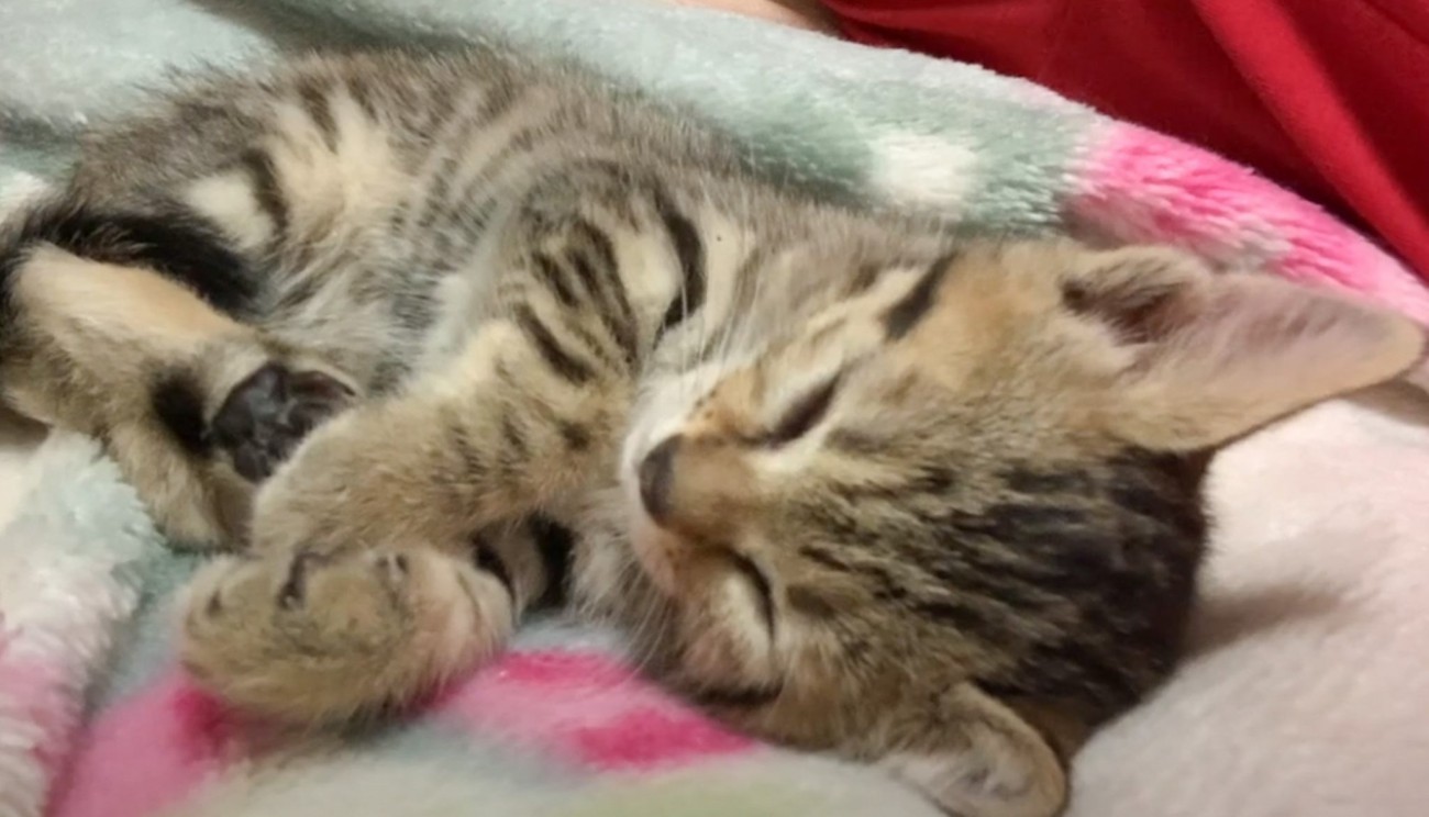 BitStarAcademy's tweet card. 保護2日目で、まさかの添い寝をしてくれた小さな子猫。愛らしすぎる姿や寝顔に、癒される視聴者さんが続出しました。│ねこちゃんホンポは、あなたと猫の暮らしを応援する猫専門の情報サイトです。猫にまつわる様々なコンテンツを掲載しています。ぜひ愛猫との生活にお役立てください