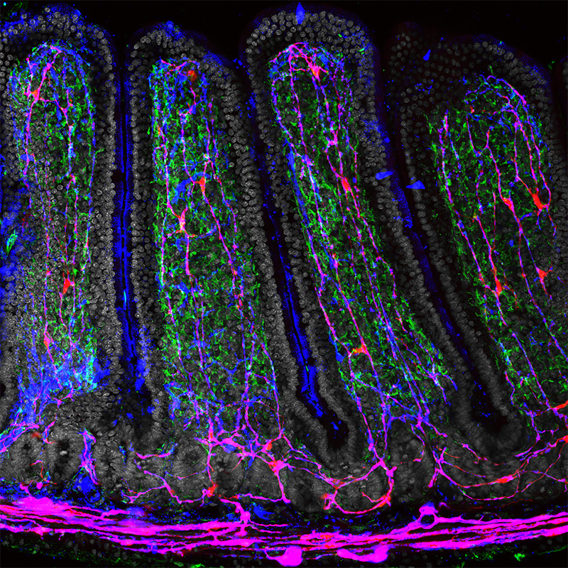 TheCrick's tweet card. Researchers are uncovering the complex connection between your gut and brain.