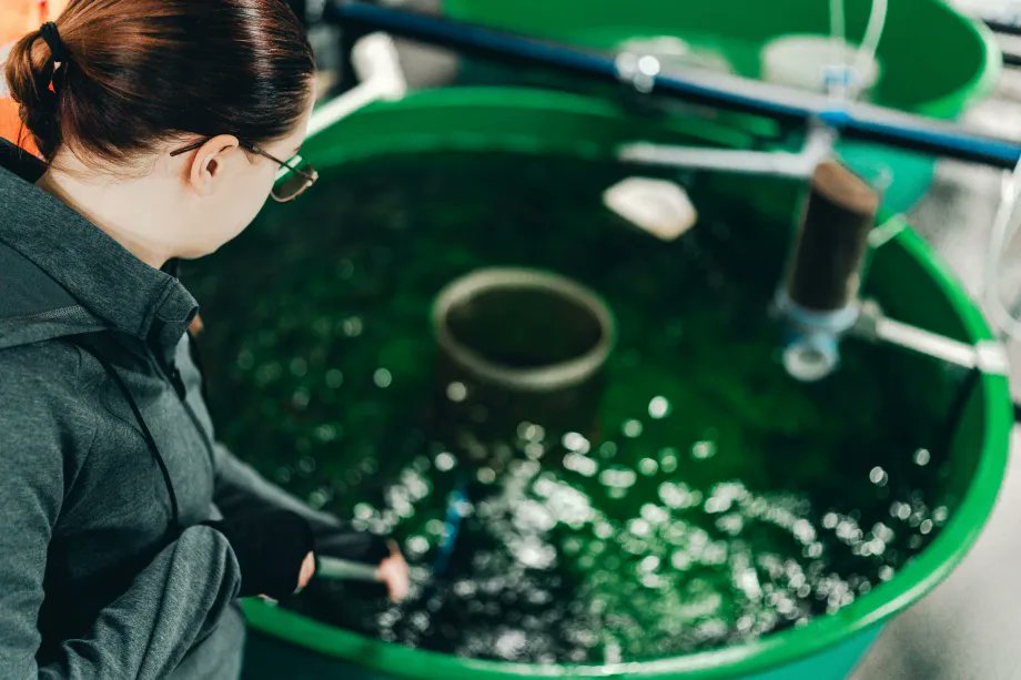 VTTFinland's tweet card. Off-flavors in fish and water mold cause significant economic losses to fish farming globally. The Natural Resources Institute Finland (Luke) and VTT have developed capture solutions based on...