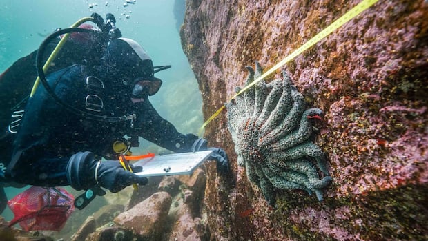 CFNGBI's tweet card. B.C. researchers have found that the fiords of the Central Coast may be providing refuge for the critically endangered sunflower sea star, a discovery that could have implications for wider ecosyst...