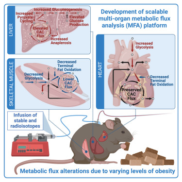 mohsin_rahim11's tweet card. Rahim et al. present a multi-tissue MFA platform to simultaneously quantify metabolic fluxes in the liver, heart, and skeletal muscle in vivo. They find that obesity causes divergent metabolic...