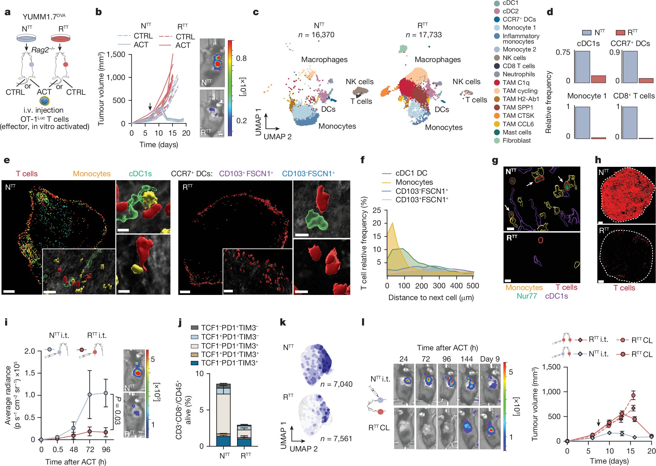 mp_hartmann's tweet card. Nature - Inflammatory monocytes are identified as important players in T cell restimulation in the tumour microenvironment.