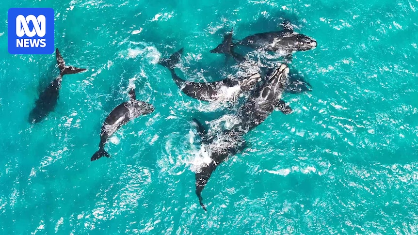 icetempete's tweet card. At opposite ends of the planet, a tale of two whale species has emerged — giving researchers hope and concern in equal measure. 