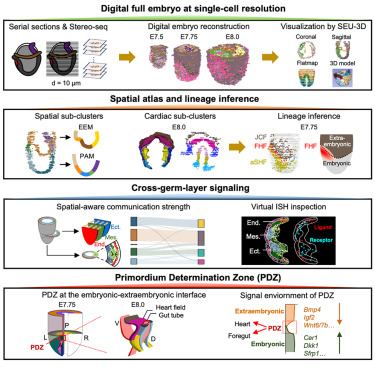 ST_Omics's tweet card. Single-cell digital embryo reconstruction during early organogenesis creates spatiotemporal atlases for mesoderm and endoderm lineages and captures the primordium determination zone (PDZ) at the...