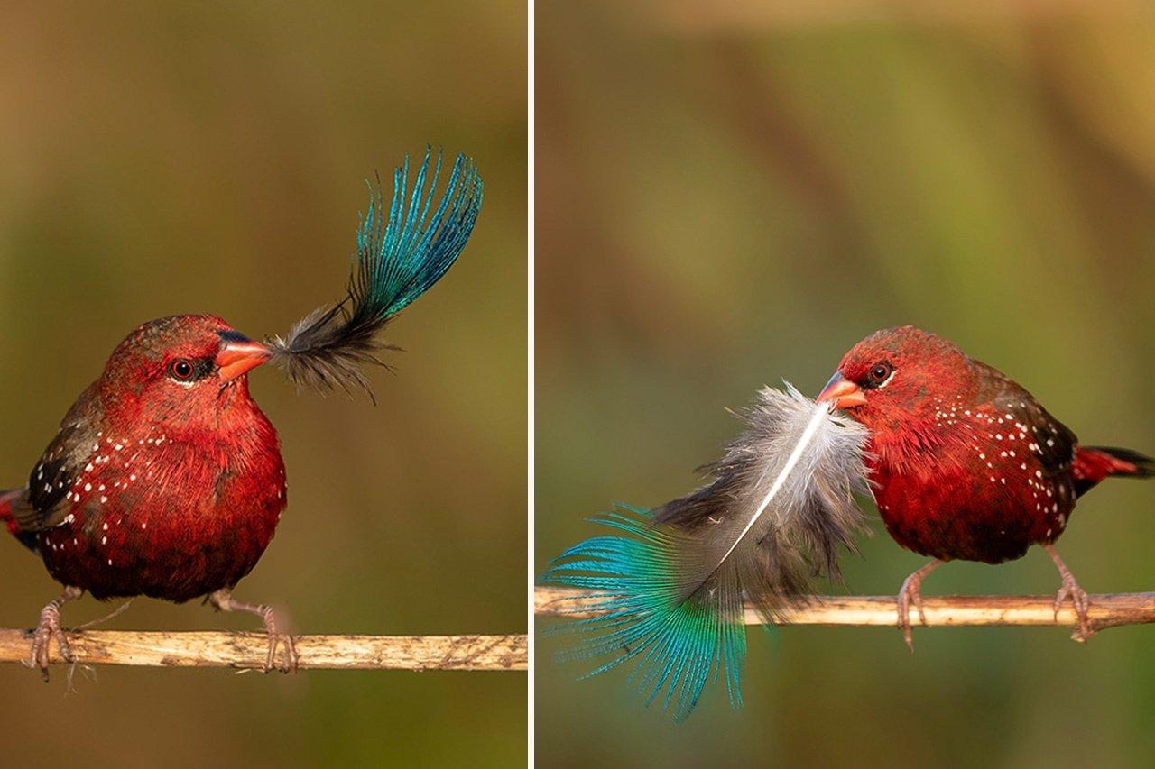 LaughingLegend0's tweet card. A rare and captivating photograph of a Strawberry Finch carrying a peacock feather in its beak has g | Articles | Gan Jing World - Technology for Humanity | Video & Movie Streaming