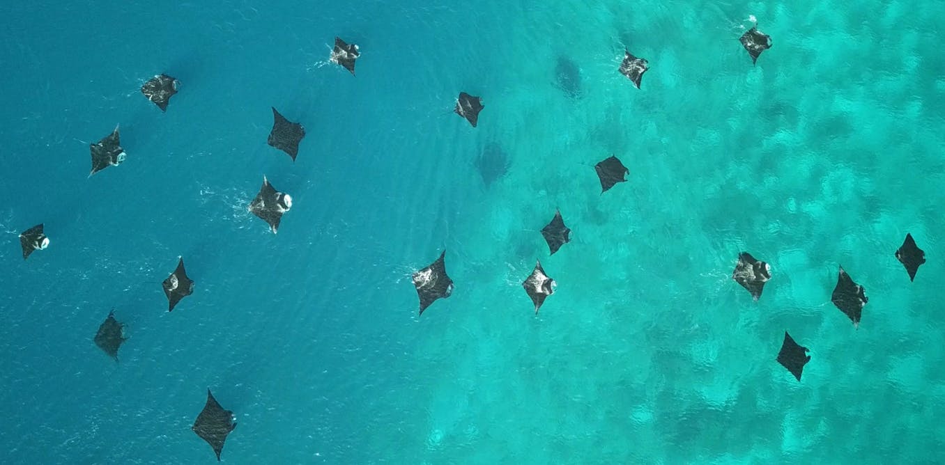 DrEdySetyawan's tweet card. Our new, world-first research provides strong evidence of a significant increase in reef manta rays in protected areas of Raja Ampat over a decade.