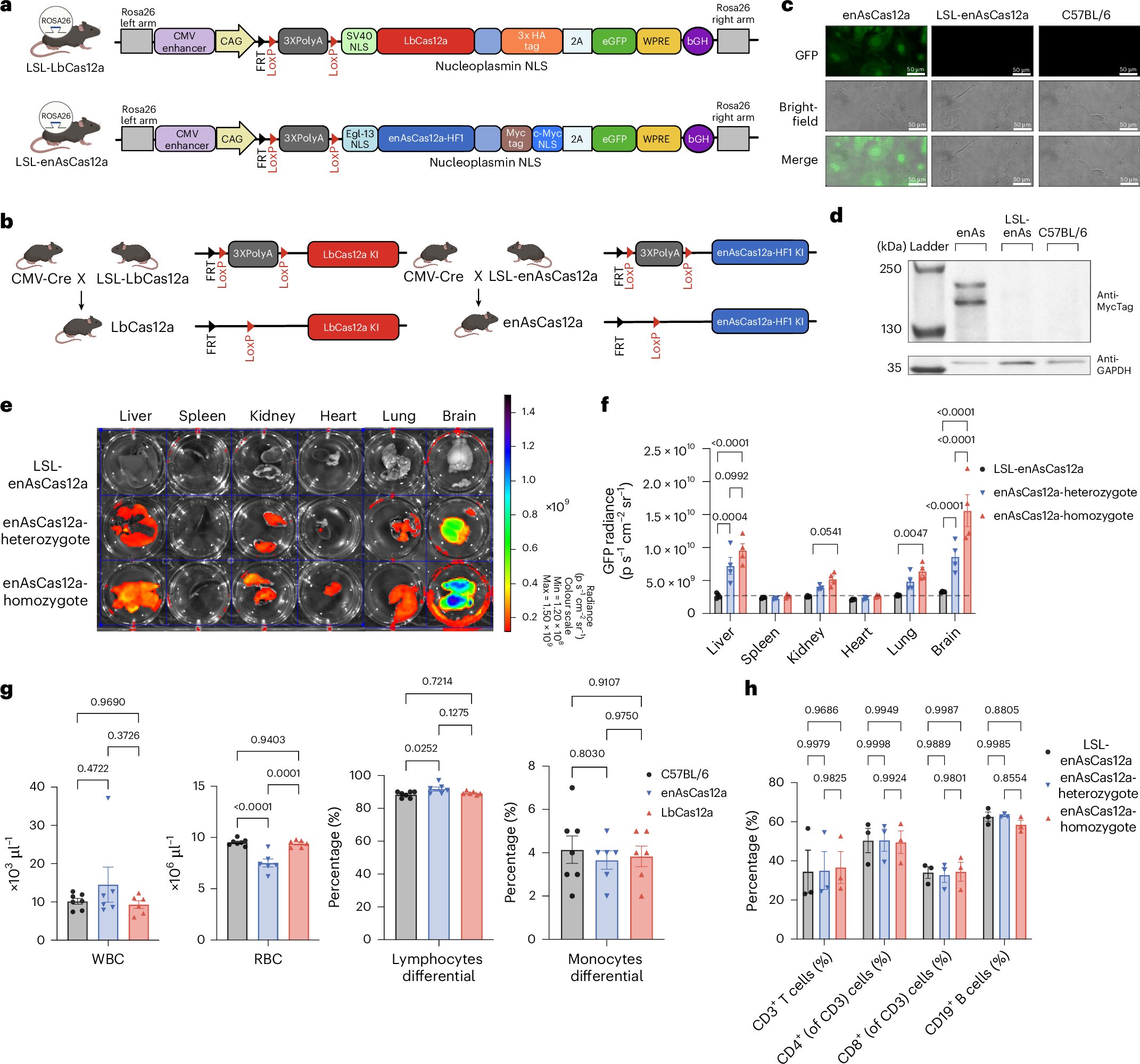 sidichen's tweet card. Nature Biomedical Engineering - Knock-in mice conditionally or constitutively expressing Cas12 variants enable a wide range of ex vivo and in vivo applications requiring multiplexed genome...