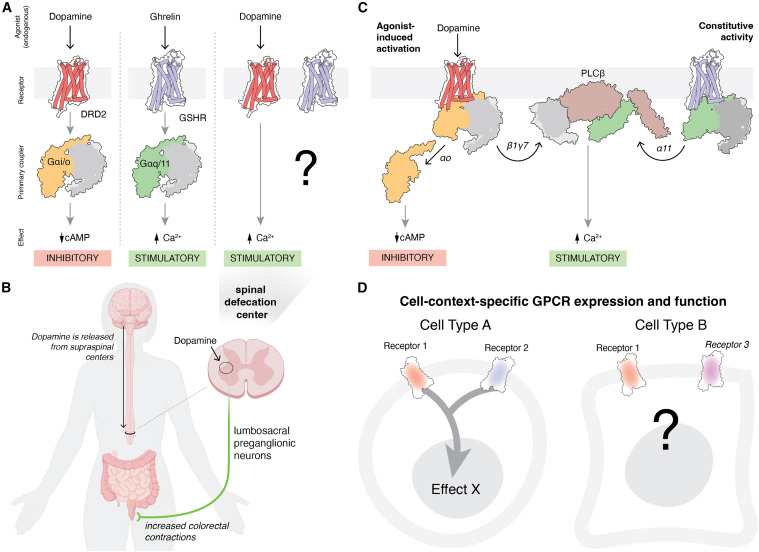 SebFurness's tweet card. G protein-coupled receptors (GPCRs) are increasingly recognized as part of interconnected, cell-context-specific signaling networks. In the June 5th issue of Molecular Cell, Dehkhoda et al.1 demons...