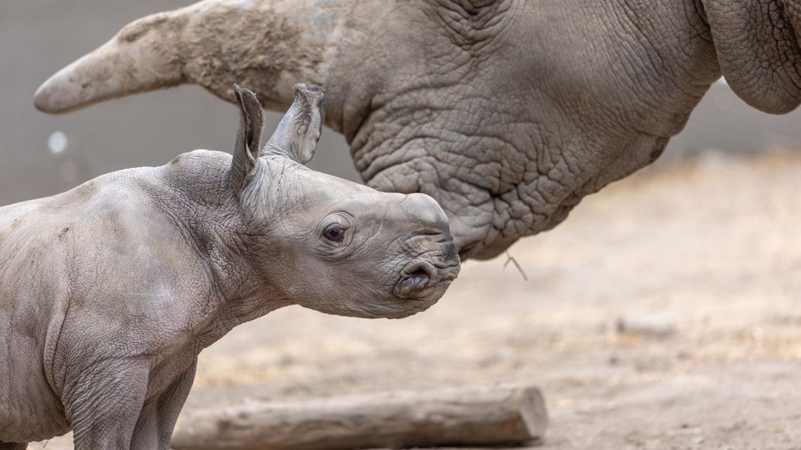 12News's tweet card. The calf joins 2-year-old brother Otto and 20-year-old mother Eesha in Santa Rosa, California.