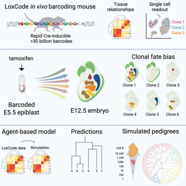 shalinhnaik's tweet card. High-diversity LoxCode barcoding enables in vivo clonal lineage tracing at both bulk- and single-cell resolutions and provides fresh insights into clonality in early murine development.