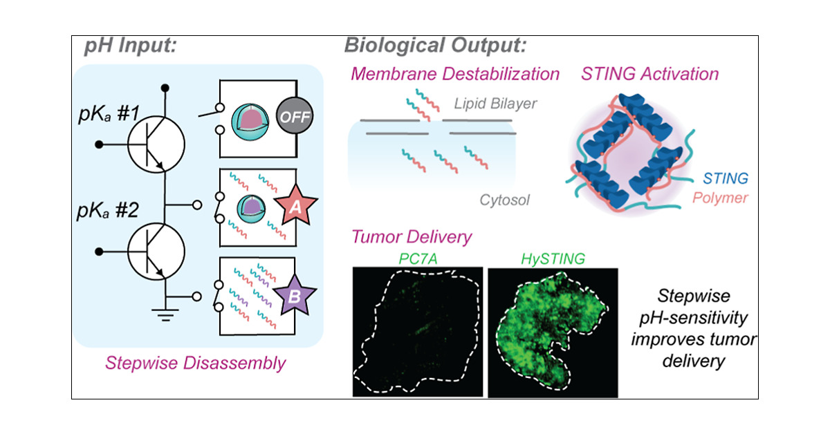 nano_bennett's tweet card. Stimulator of interferon genes (STING) is a critical innate immune protein that potentiates anticancer immunity. An adjuvanted micelle, PC7A, directly binds to STING and coordinates robust immune...