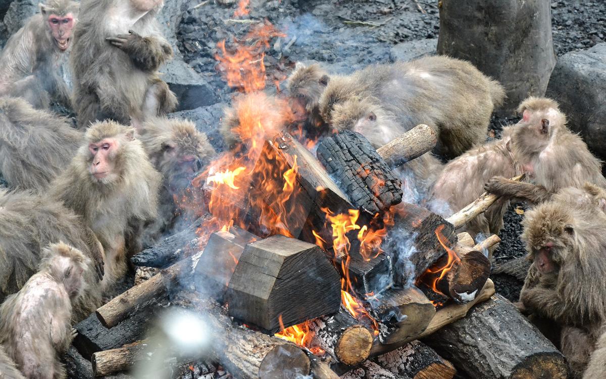 Ivo_Jacobs_'s tweet card. Far from being hardwired to flee fire, some animals use it to their own ends, helping us understand our own pyrocognition