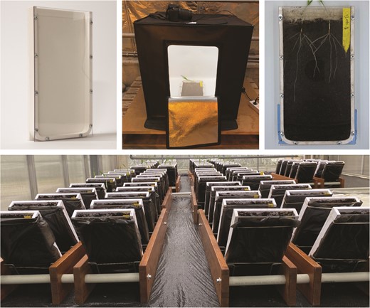AoB_PLANTS's tweet card. Abstract. Measuring seminal root angle is an important aspect of root phenotyping, yet automated methods are lacking. We introduce SeminalRootAngle, a nove