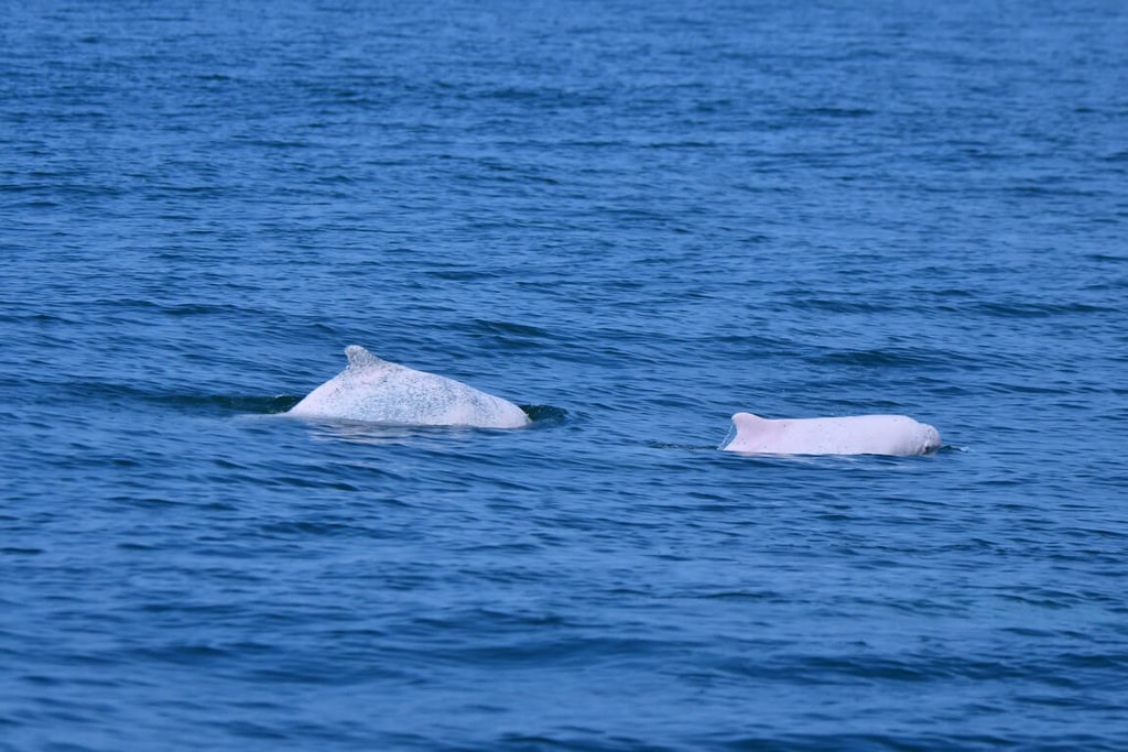 Seasaver's tweet card. Cetacean biologist John Wang (王愈超) said Thursday that the Taiwanese white dolphin population has dropped to about 40-50, and around 60 percent of them are suffering from injuries.