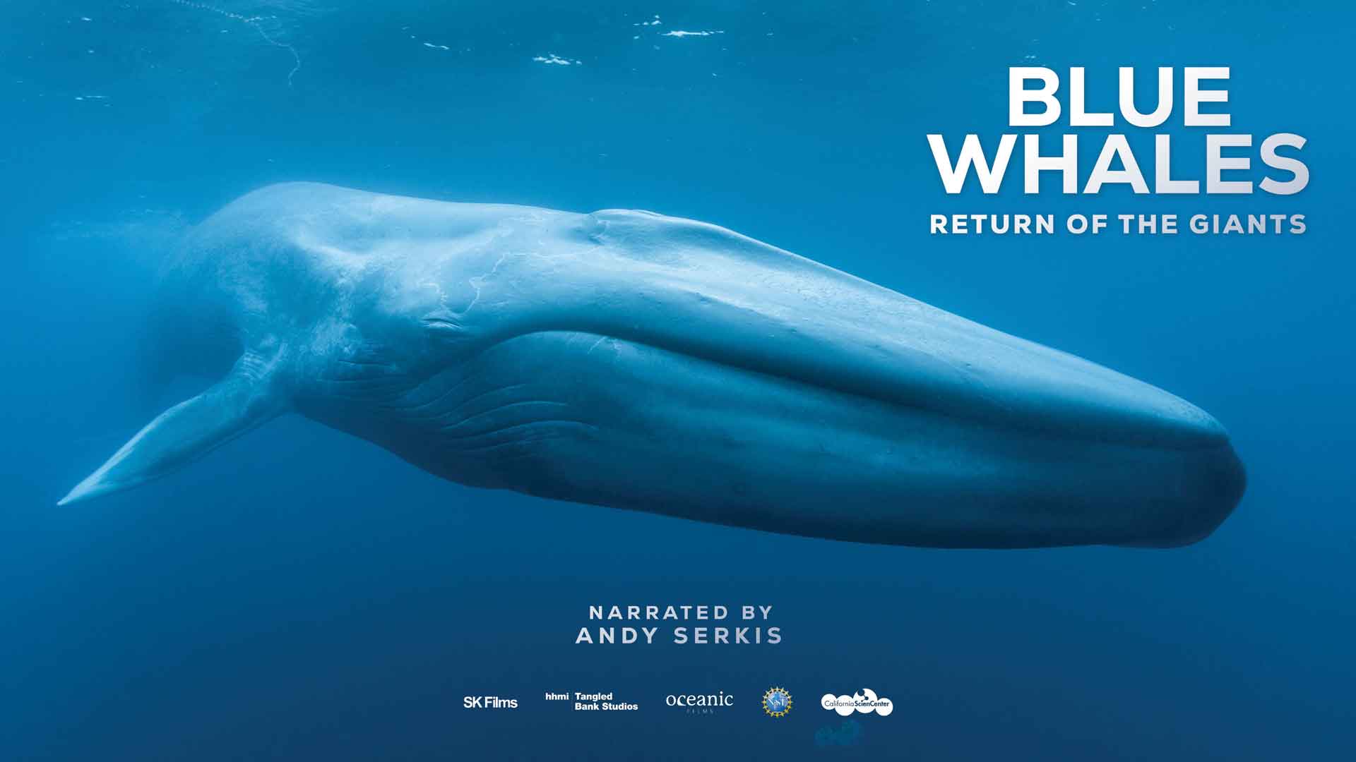 TrevorABranch's tweet card. Award-winning actor, Andy Serkis, narrates this stunning IMAX film that brings the world’s largest animal to the world’s largest screen.