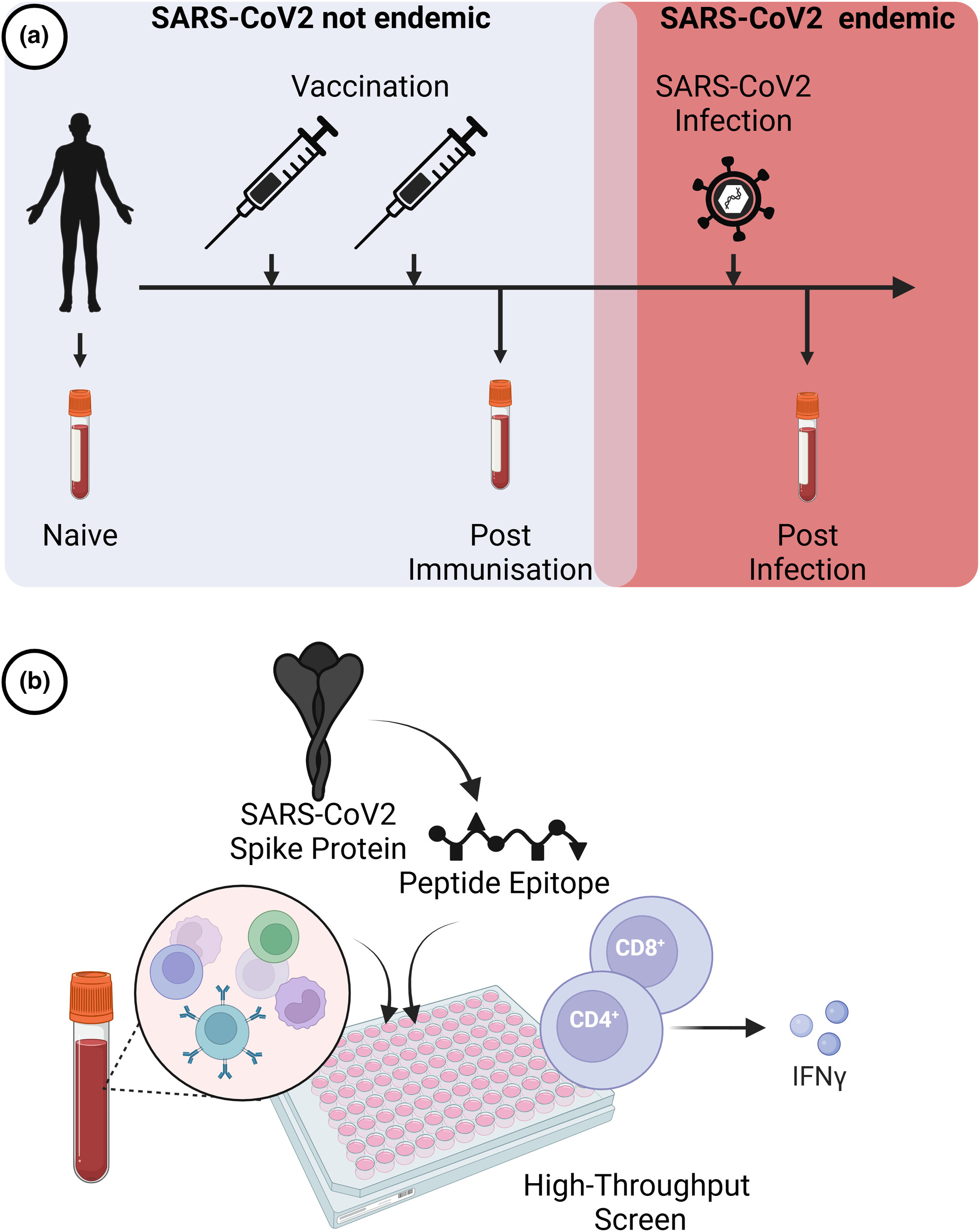 ClinTransImmuno's tweet card. We investigated the immunoreactivity of SARS-CoV-2 spike protein T-cell epitopes in individuals who were SARS-CoV-2 naive, vaccinated with the AstraZeneca vaccine, and those who became naturally...