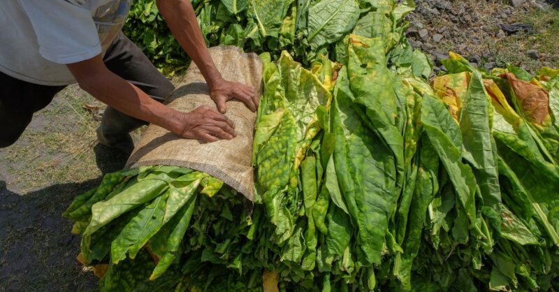 quitvic's tweet card. Uncover the dark reality of forced labour in the nicotine supply chain. Read how tobacco farming practices contribute to modern slavery.