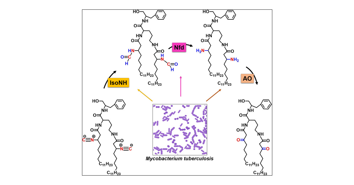 KamatLab_IISER's tweet card. Metallophores are essential for metal homeostasis, regulating availability, and mediating host–pathogen interactions. Kupyaphores are specialized metallophores produced by Mycobacterium tuberculosis...