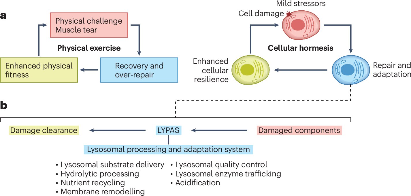TimSargeant1's tweet card. Nature Cell Biology - Lysosomal dysfunction is emerging as a common pathogenic mechanism underlying normal ageing and many age-related diseases. Lysohormesis, the triggering of beneficial...