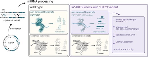 HAntonicka's tweet card. Abstract. The first post-transcriptional step in mammalian mitochondrial gene expression, required for the synthesis of the 13 polypeptides encoded in mito