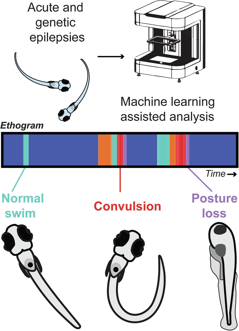 BarabanLab's tweet card. Communications Biology - Zebrafish-based programs are transforming the drug discovery process. Here, the application of advanced technologies like high resolution cameras and machine learning offer...