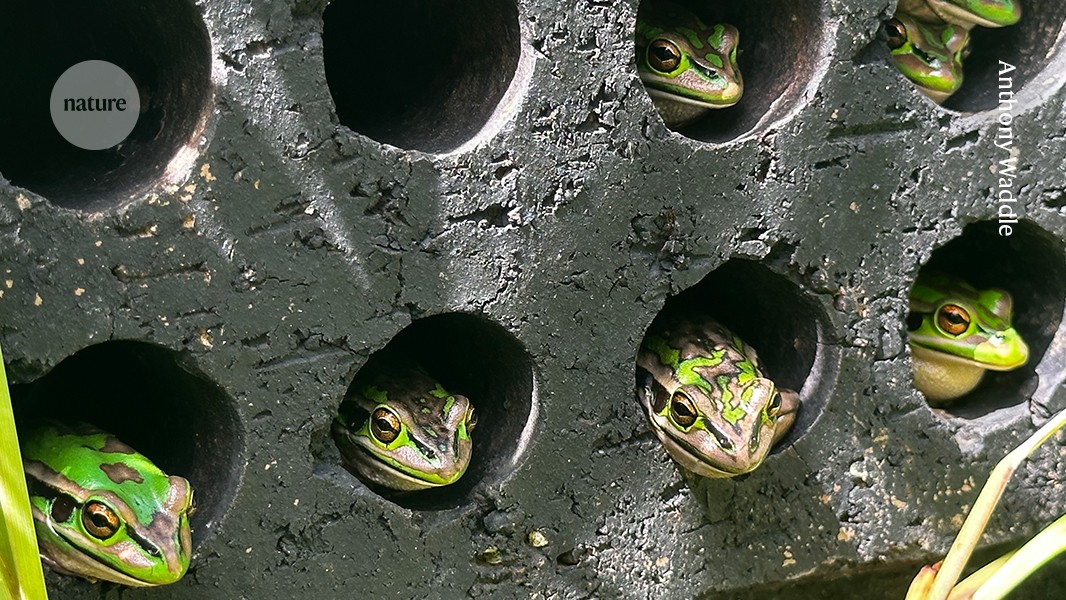 SimonClulow's tweet card. Nature - Simple, low-cost solution enables frogs to clear a deadly infection.