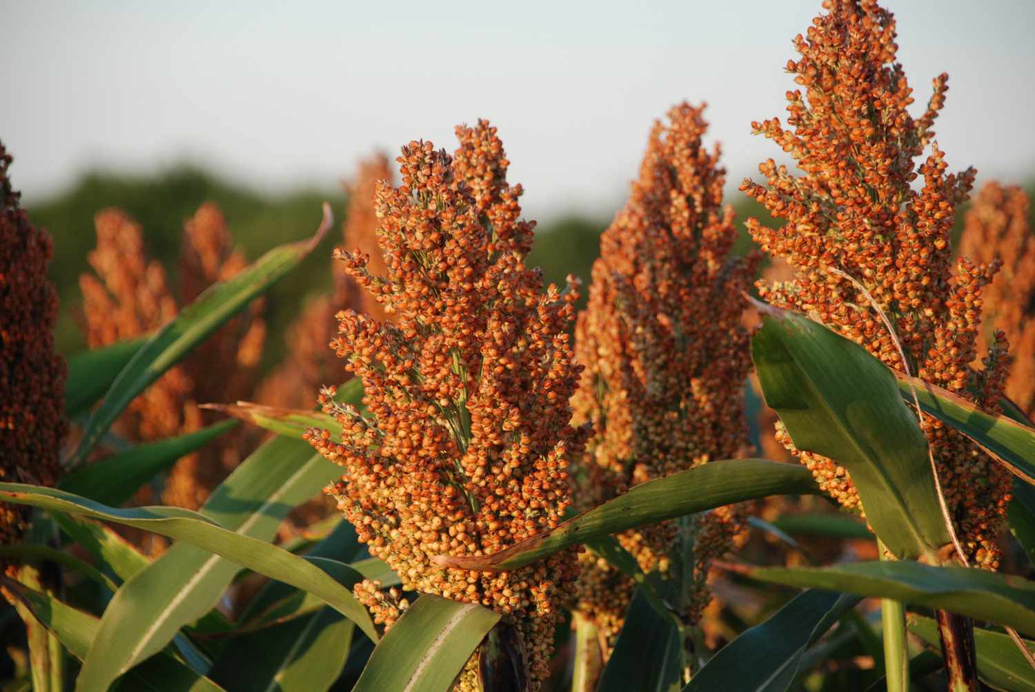 SuccessfulFarm's tweet card. USDA published the latest Crop Progress report on Monday, July 21. Here’s a closer look at recent weather and the status of Texas’s most important crops as July progresses.