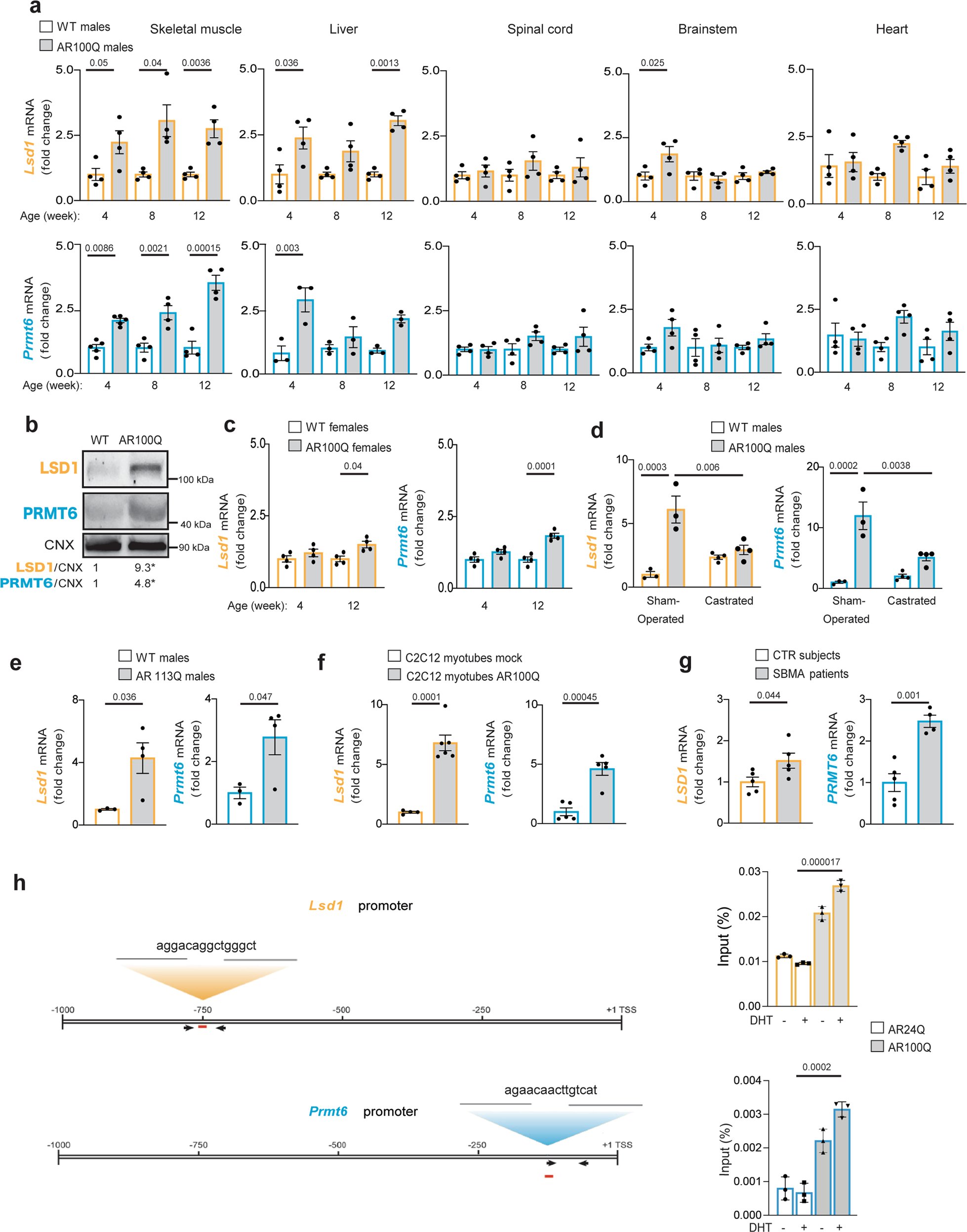 rinaldi_ca's tweet card. Nature Communications - Here, Prakasam and colleagues show that polyQ-expanded androgen receptor toxicity can be attenuated using artificial miRNAs targeting Lsd1 and Prmt6, two AR-co-activators...